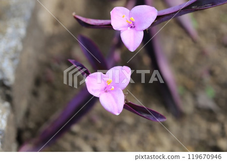 Pink flowers and purple leaves of Murasakigoten blooming in a park in autumn 119670946
