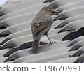 Sea bulbul 119670991