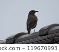 Sea bulbul 119670993