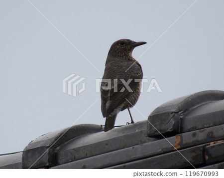 Sea bulbul 119670993