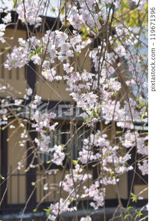 櫻花在京都 櫻花在京都 119671396