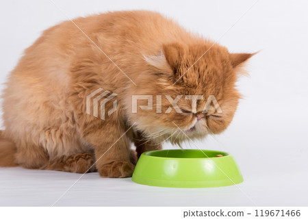 Red cat eats dry food from a bowl. Persian Exotic Longhair cat is on white background 119671466