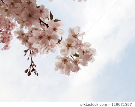 Cherry Blossoms Cherry Blossoms 119671597
