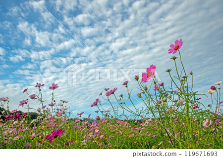 Cosmos of Kameyama City in full bloom against the blue sky 119671693
