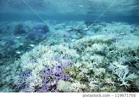 Expanding underwater coral bleaching 119671708