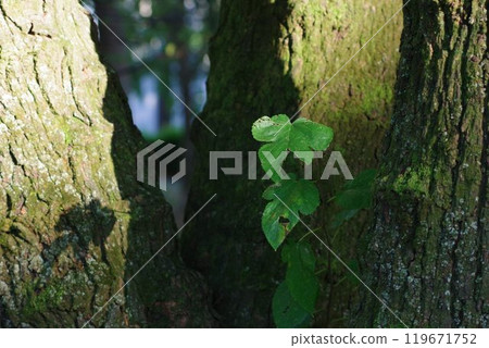 Cherry blossom branches and leaves growing from a tree trunk 119671752
