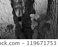 Cherry blossom branches and leaves growing from a tree trunk_monochrome 119671753