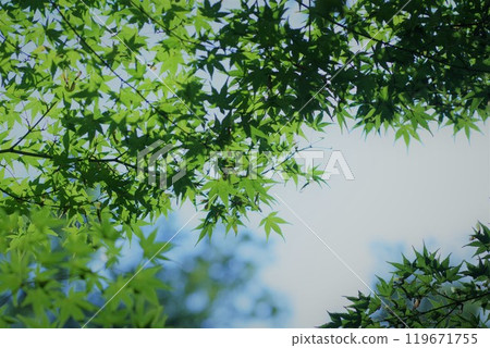 楓葉即將變紅 楓葉即將變紅 119671755