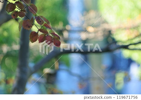 Leaf which began to turn red Leaf which began to turn red 119671756