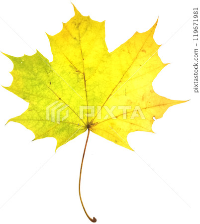 Autumn maple leaf isolated on white background Autumn maple leaf isolated on white background 119671981