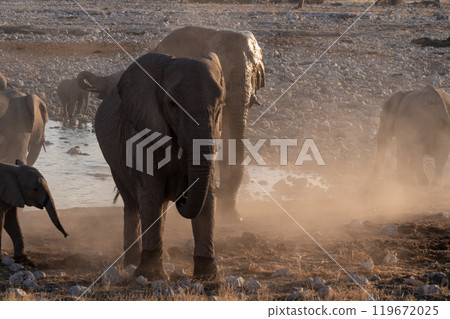 Bathing Elephants in Etosha Bathing Elephants in Etosha 119672025