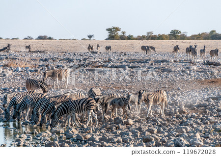 Zebras in Etosha Zebras in Etosha 119672028