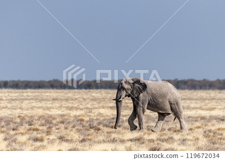 Elephant running across the desert 119672034