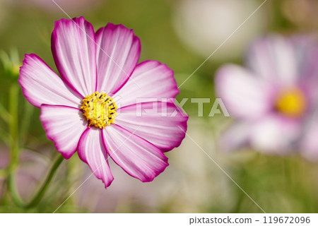 Cute white-pink cosmos blooming in the autumn sunshine Cute white-pink cosmos blooming in the autumn sunshine 119672096