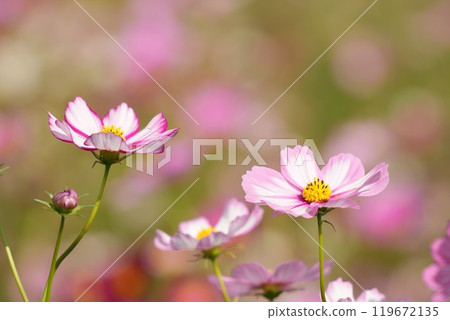 Beautifully blooming white-pink cute cosmos, soft flower field background, close-up Beautifully blooming white-pink cute cosmos, soft flower field background, close-up 119672135