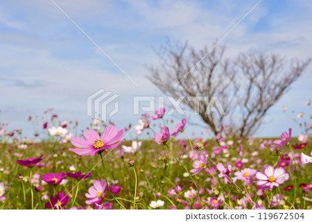 美麗綻放的明亮宇宙田野和樹木在藍天的背景下熠熠生輝 119672504