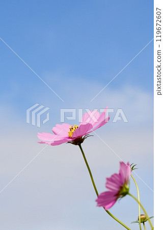 許多可愛的淡粉紅色宇宙在藍天的襯托下格外引人注目 許多可愛的淡粉紅色宇宙在藍天的襯托下格外引人注目 119672607