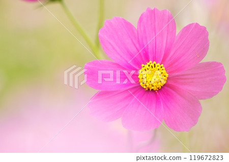 A close-up of beautifully blooming, vibrant deep pink cosmos 119672823
