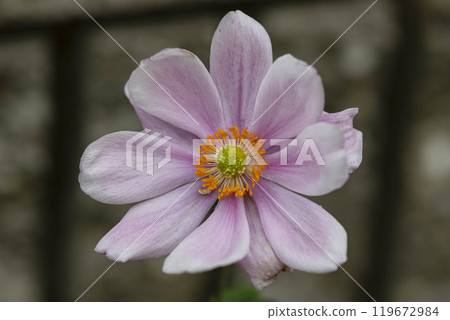 Cute pink anemone 01 Cute pink anemone 01 119672984