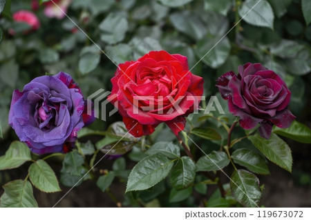 Red purple and black roses with water drops on them. AI-generated content. 119673072