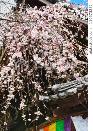 Beautiful weeping cherry blossoms at Rokkakudo Hall, Chohoji Temple, Mount Shiun, Kyoto (Nakagyo Ward, Kyoto City) Beautiful weeping cherry blossoms at Rokkakudo Hall, Chohoji Temple, Mount Shiun, Kyoto (Nakagyo Ward, Kyoto City) 119673282