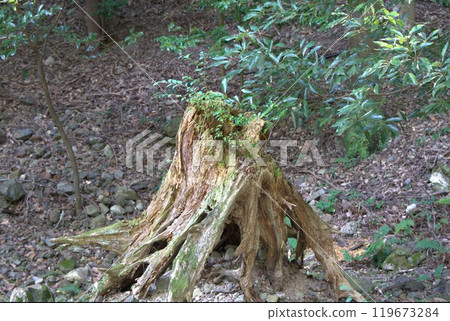 New plants sprout from the roots of fallen trees 119673284