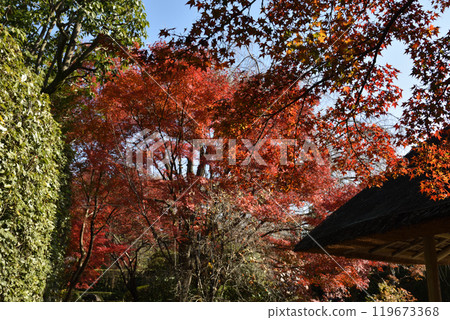 Myoshinji Temple subtemple Taizoin Garden "Yokoen" Autumn Myoshinji Temple subtemple Taizoin Garden "Yokoen" Autumn 119673368