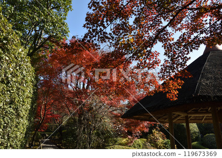妙心寺 泰藏院 陽光園 秋天 119673369