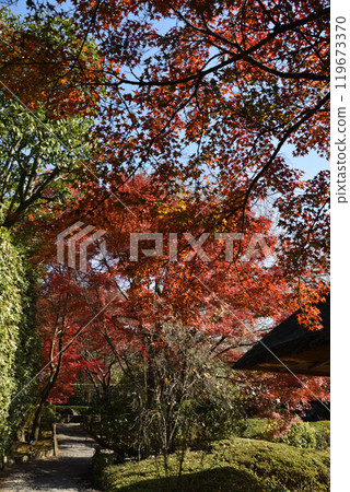妙心寺 泰藏院 陽光園 秋天 119673370