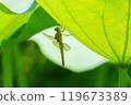 Immature female scarlet dragonfly immediately after emergence 119673389