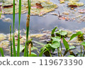 The shells of two dragonfly nymphs left on the leaves of an aquatic plant in a pond 119673390