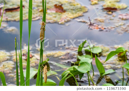 The shells of two dragonfly nymphs left on the leaves of an aquatic plant in a pond 119673390