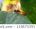 A male red-browed damselfly resting on a large green lotus leaf 119673391
