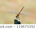 A female autumn darter doing a handstand on a wooden stake 119673392