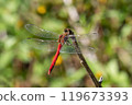 A male autumn darter perched on a dead branch 119673393