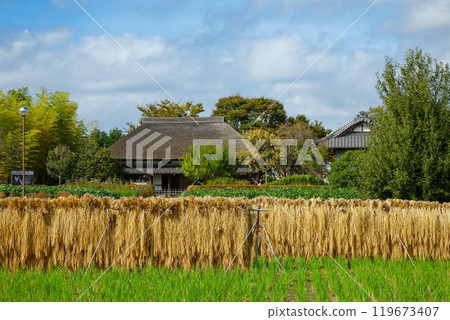城市農業公園稻田裡的米架與藍天 城市農業公園稻田裡的米架與藍天 119673407