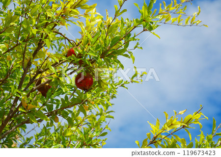 Pomegranates and blue skies at the urban agricultural park 119673423