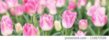 Gentle pink tulip flowers bloom on large flowerbed in garden Gentle pink tulip flowers bloom on large flowerbed in garden 119673506