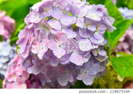六月雨中繡球花開 119673594