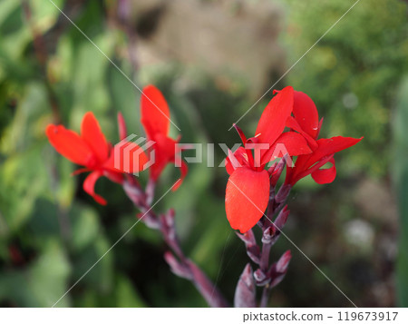 河邊盛開的紅色美人蕉花和花蕾的特寫 119673917