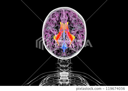 The lateral brain ventricles, 3D illustration 119674036