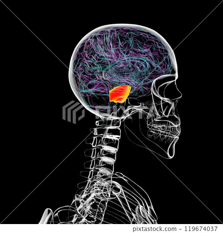 Human brain with the pons highlighted in orange, 3D illustration 119674037