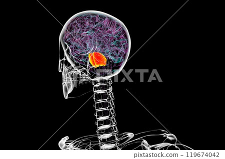 Human brain with the pons highlighted in orange, 3D illustration Human brain with the pons highlighted in orange, 3D illustration 119674042