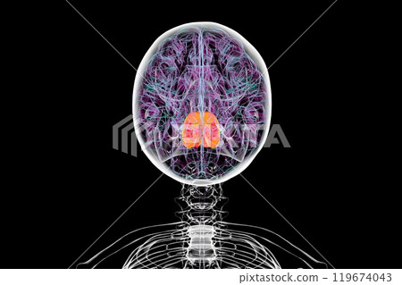 Human brain with the pons highlighted in orange, 3D illustration 119674043