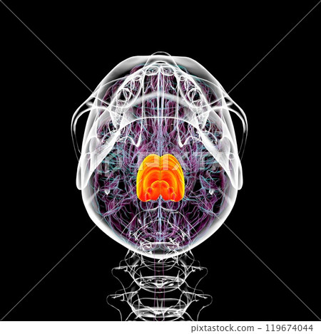Human brain with the pons highlighted in orange, 3D illustration Human brain with the pons highlighted in orange, 3D illustration 119674044