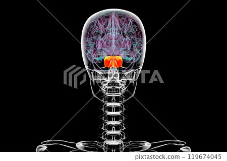 Human brain with the pons highlighted in orange, 3D illustration 119674045