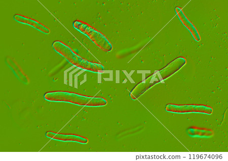Mycobacterium tuberculosis bacteria, 3D illustration 119674096