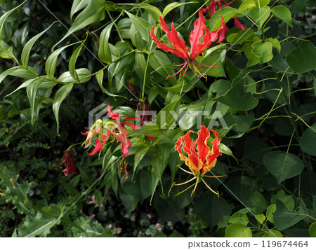 Gloriosa (a red flower blooming on the roadside) bathed in soft sunlight 119674464