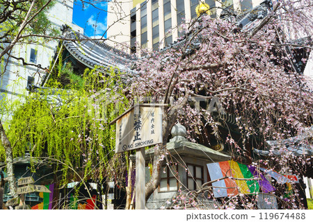 京都紫雲山長法寺六角堂美麗的垂枝櫻花(京都市中京區) 京都紫雲山長法寺六角堂美麗的垂枝櫻花(京都市中京區) 119674488