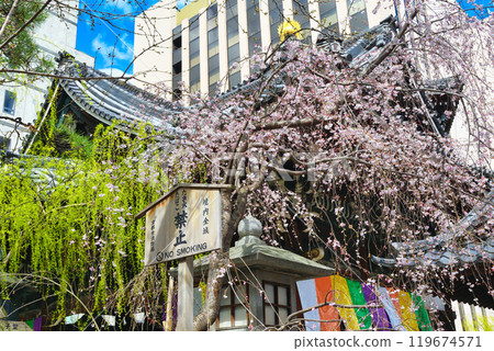 Beautiful weeping cherry blossoms at Rokkakudo Hall, Chohoji Temple, Mount Shiun, Kyoto (Nakagyo Ward, Kyoto City) 119674571